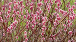 Salix Mount Aso