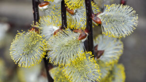 Salix caprea pendula