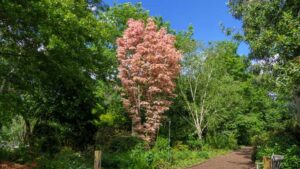 Toona sinensis Flamingo